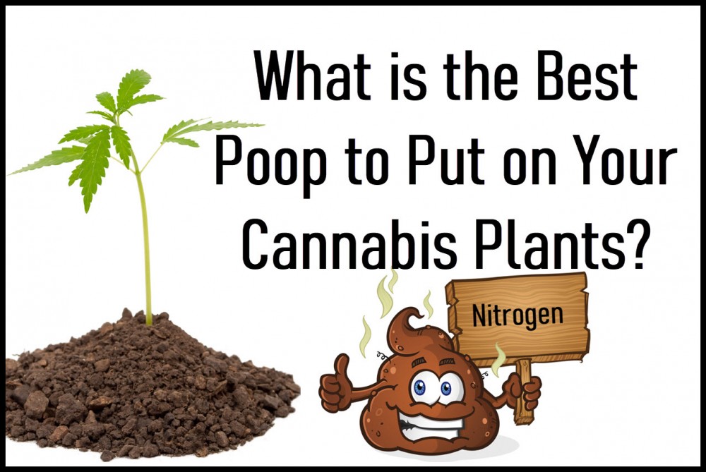 CAN YOU USE POOP ON YOUR MARIJUANA PLANTS