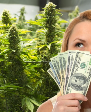 big beatufil bill marijuana industry