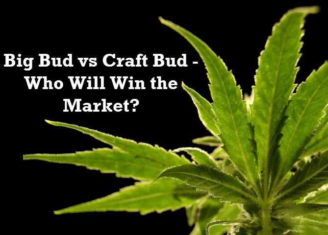 big bud or craft cannabis bud