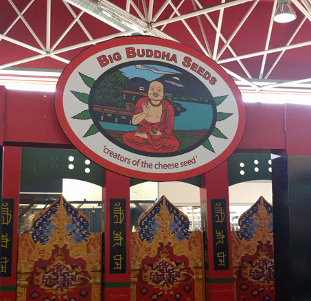 big buddha seeds