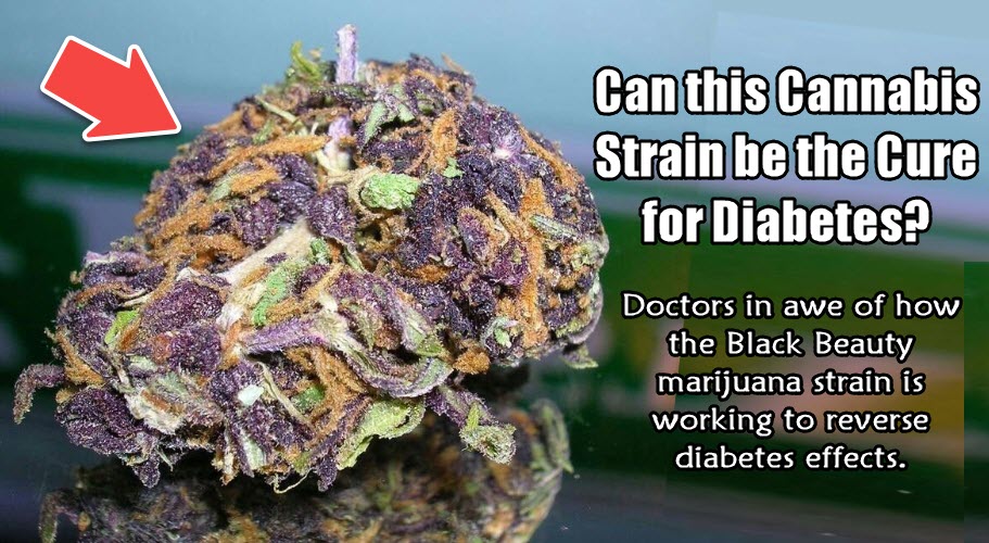 CANNABIS STRAINS FOR DIABETES