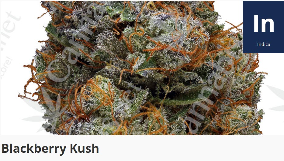 blackberry kush 