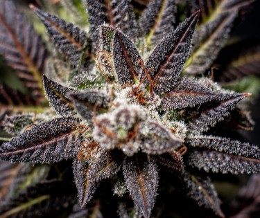 black weed cannabis