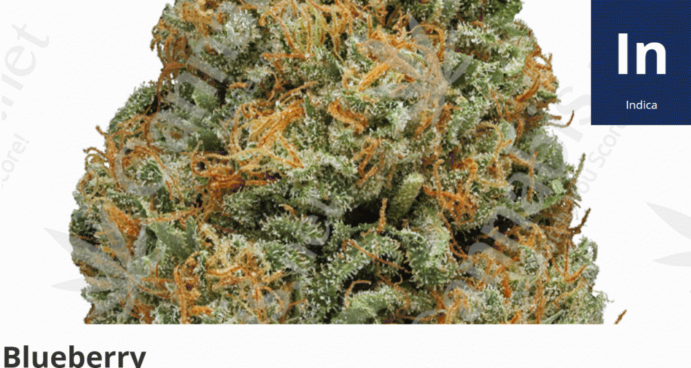 blueberry strain of cannabis