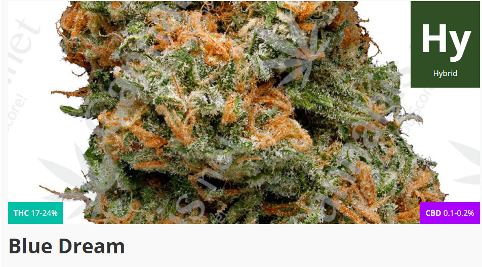 blue dream marijuana strain