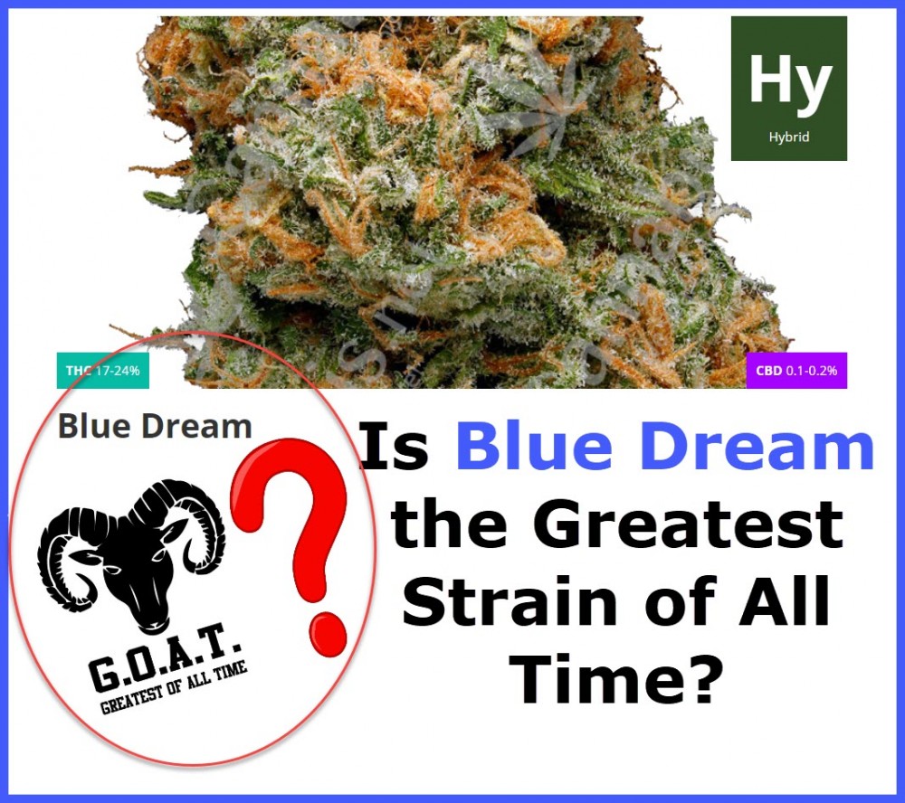 BLUE DREAM IS THE BEST CANNABIS STRAIN OF ALL TIME