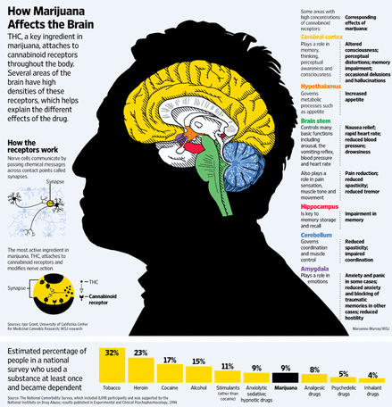 the brain and cannabis