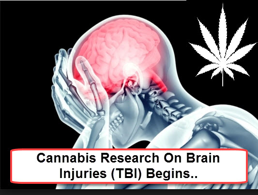 TBI BRAIN CANNABIS