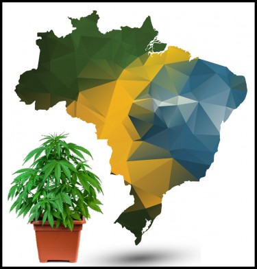 BRAZIL MARIJUANA LEGALIZATION