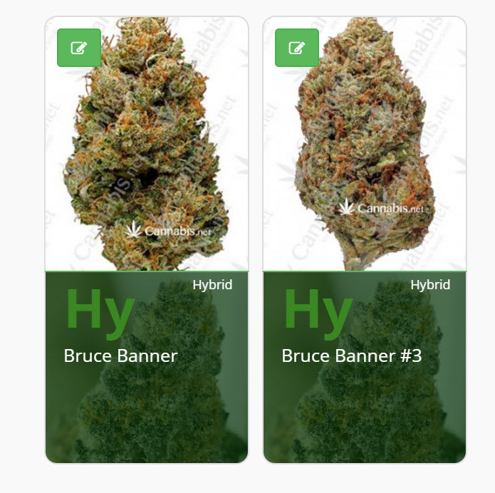 bruce banner strains