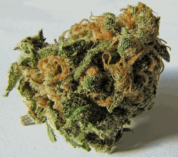 MARIJUANA BUD