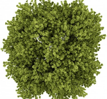 ふさふさした大麻の芽を育てる方法