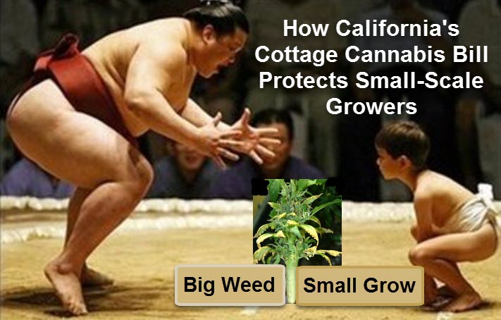 CALIFORNIA COTTAGE MARIJUANA RULE