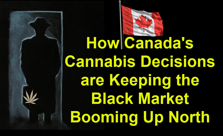 CANADIAN CANNABIS BLACK MARKET NUMBERS