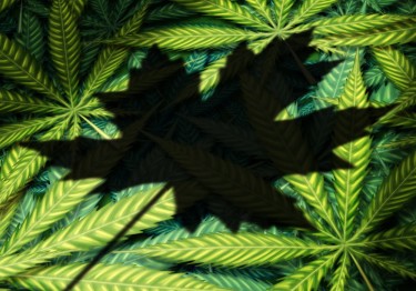canadian cannabis black market over legal market