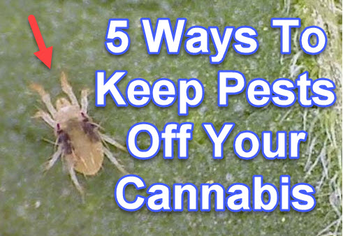 5 WAYS TO KEEP BUGS OFF YOUR CANNABIS PLANTS