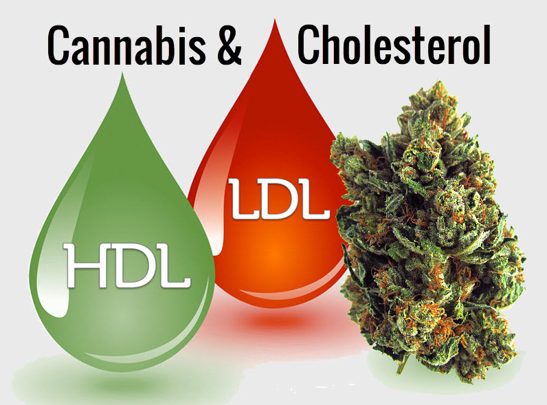 cannabis and cholesterol levels higher lower