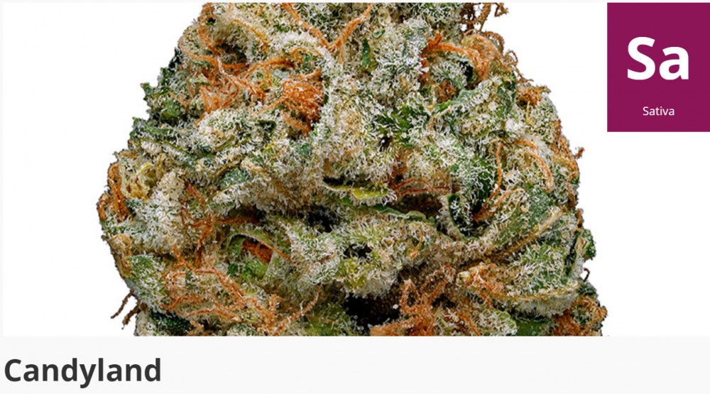 candyland strain