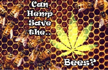 bees pollinate hemp plants