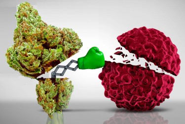 cannabinoids fight cancer in humans