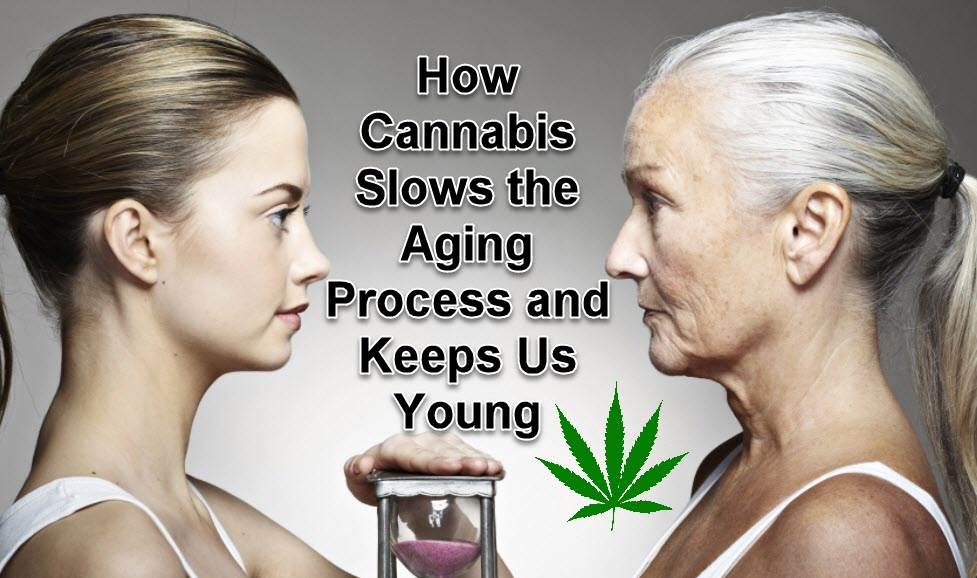 HOW CANNABIS SLOWS THE AGING PROCESS