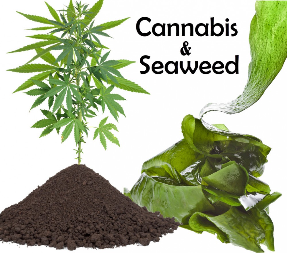 SEAWEED AND CANNABIS