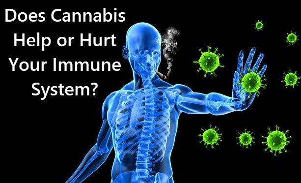 DOES WEED BOOST YOUR IMMUNE SYSTEM OR HURT IT