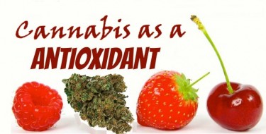 CANNABIS AS AN ANTIOXIDANT