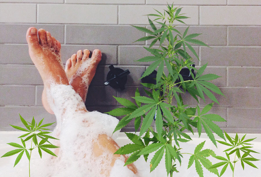cannabis plant bath for mold and bugs