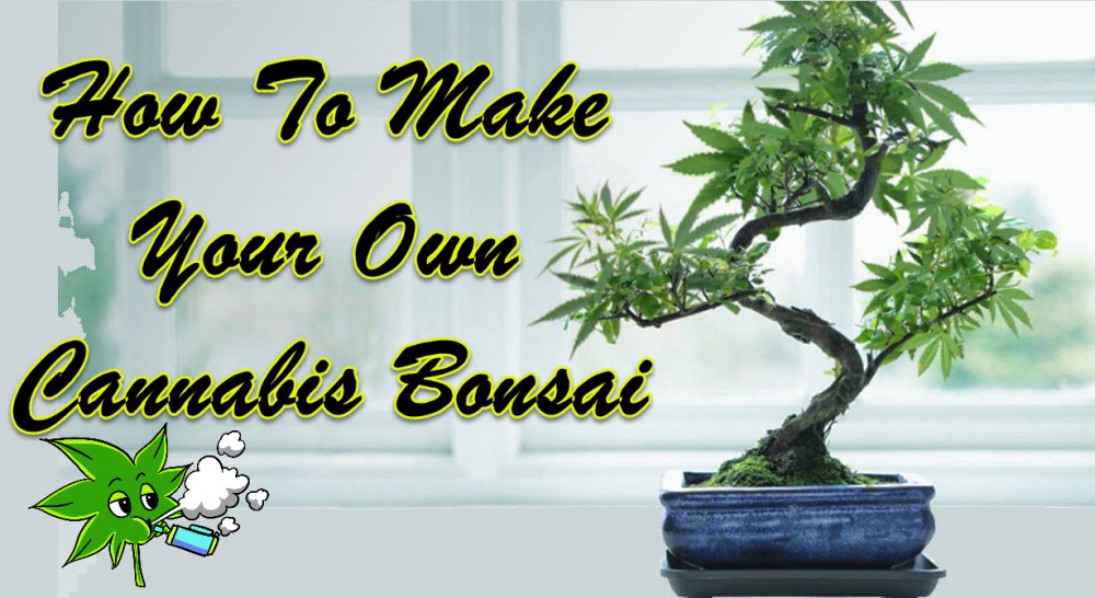 marijuana bonsai trees