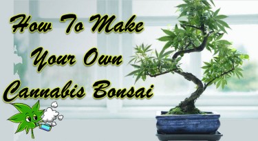 HOW TO MAKE A CANNABIS BONSAI PLANT