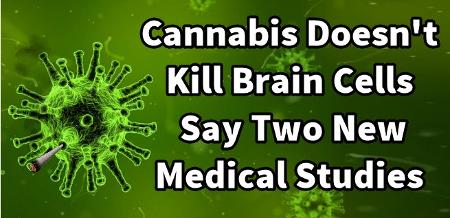 MARIJUANA AND BRAIN CELL DEVELOPMENT