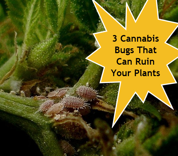 COMMON BUGS ON MARIJUANA