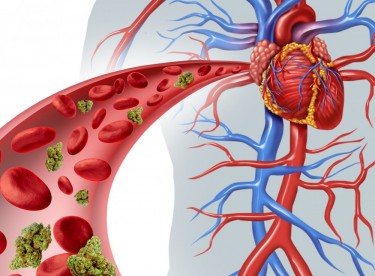 MICRODOSING CANNABIS FOR HEART HEALTH