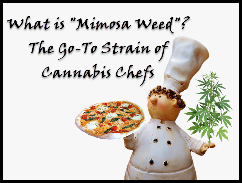 cannabis chefs use what strains of marijuana