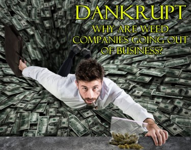 DANKRUPT - WHY CANNABIS BUSINESSES ARE CLOSING