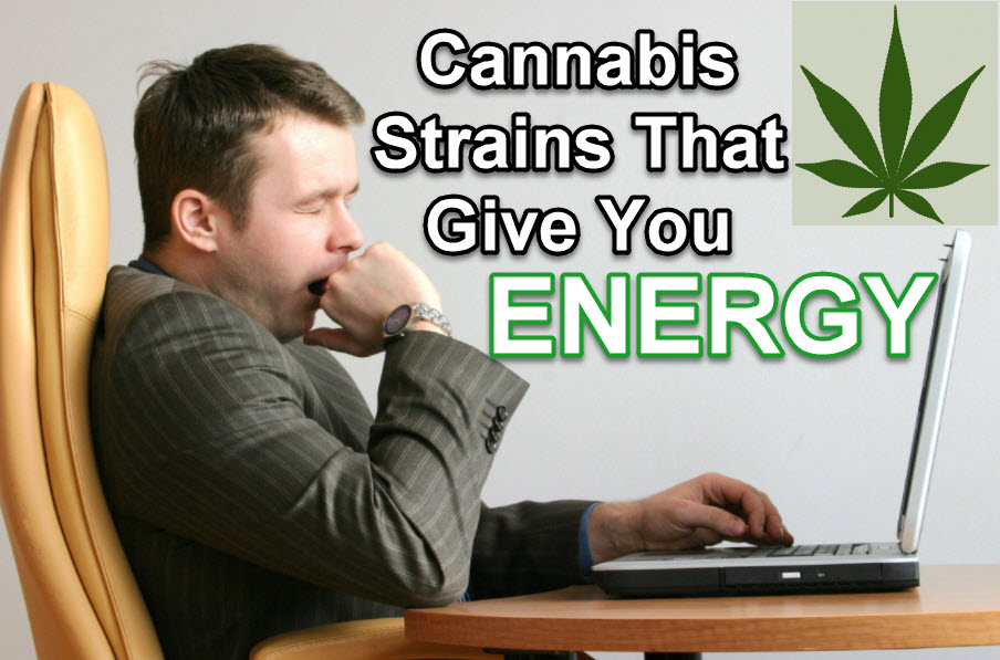 CANNABIS STRAINS FOR ENERGY