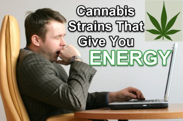 CANNABIS STRAINS FOR ENERGY AND FOCUS