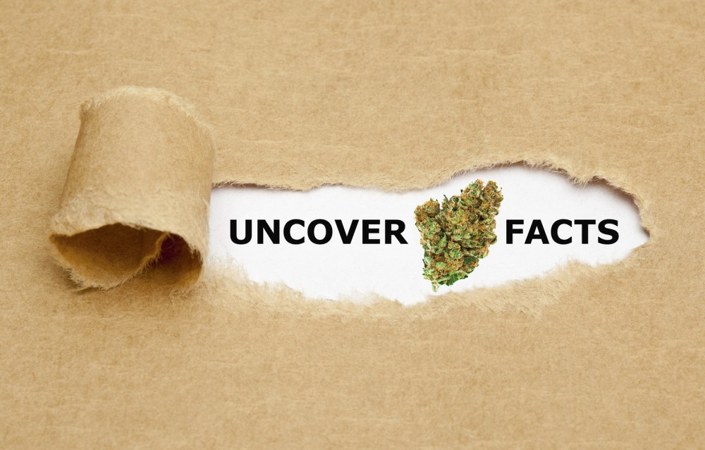 CANNABIS FACTS ON THE INTERNET