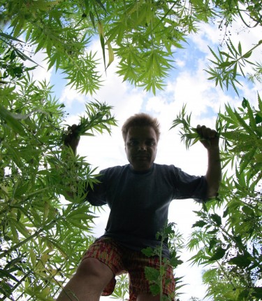 cannabis farmers