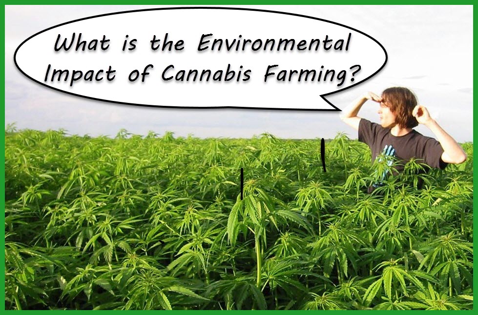 IMPACT ON THE ENIVIRONMENT OF MARIJUANA FARMING