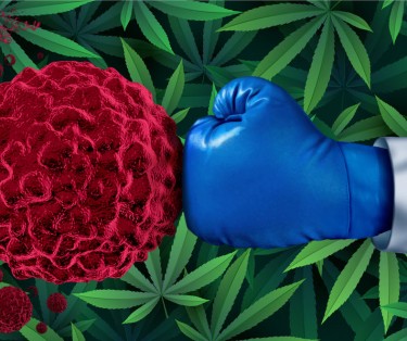 cannabis fights cancer