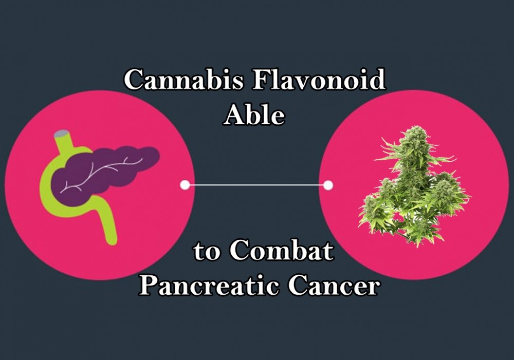 FLAVONOID FOR PANCREATIC CANCER