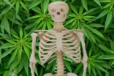 cannabis for bone health