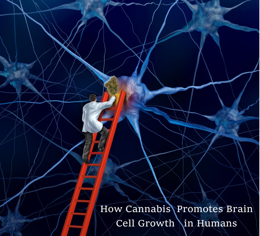 MARIJUANA AND BRAIN CELL GROWTH STUDY