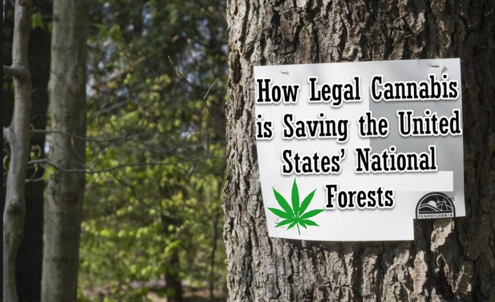 CANNABIS SAVES TREES AND FORESTS