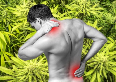 cannabis for osteoathritis