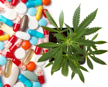 cannabis for top 50 prescriptions