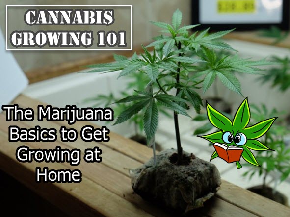 CANNABIS GROWING TIPS FOR HOME GROWS