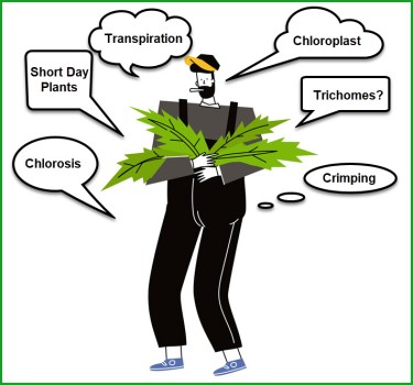 cannabis growing vocabulary